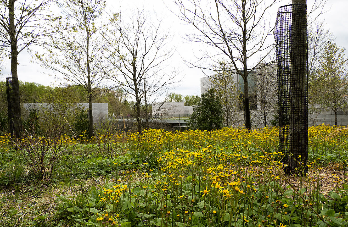 Groundsel at Glenstone Museum